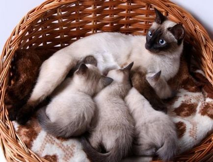 Cum se comportă pisica înainte de naștere - alocarea înainte de naștere la o pisică