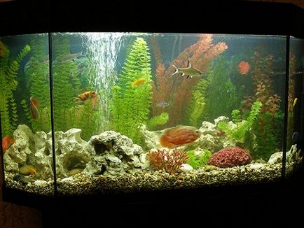 Як вибрати акваріум за обсягом, за формою ємності, типу скла і інше