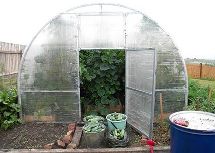Як вибрати самозапильних сорти огірків для вирощування в теплиці - секрети садівників