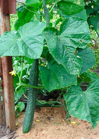 Hogyan válasszuk ki az uborka öntermékenyített fajták termesztése üvegházban - Titkok kertészek