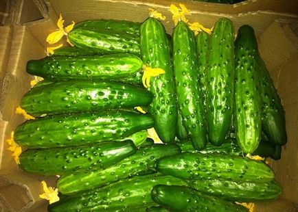 Hogyan válasszuk ki az uborka öntermékenyített fajták termesztése üvegházban - Titkok kertészek