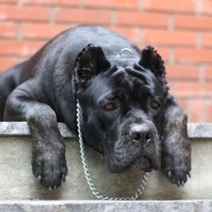 Úgy néz ki, és milyen a kutya viselkedését mutatja Cane Corso