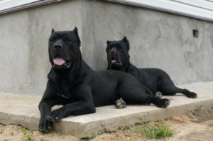 Úgy néz ki, és milyen a kutya viselkedését mutatja Cane Corso