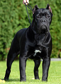 Úgy néz ki, és milyen a kutya viselkedését mutatja Cane Corso