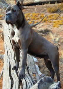 Úgy néz ki, és milyen a kutya viselkedését mutatja Cane Corso