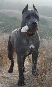 Úgy néz ki, és milyen a kutya viselkedését mutatja Cane Corso