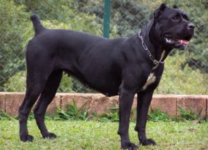 Úgy néz ki, és milyen a kutya viselkedését mutatja Cane Corso