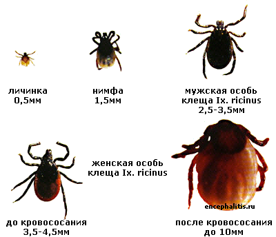 Cum se bate o căpușă care să-i fie frică?