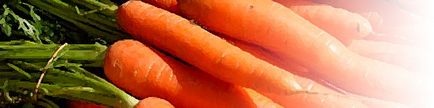 Cum să crească un morcov timpuriu în țară, crescând morcovi devreme
