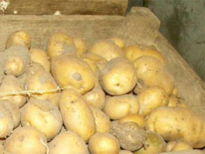 Cum se depozitează cartofii în iarna în subsol