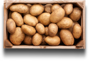 Як зберігати картоплю в квартирі зберігання на балконі взимку