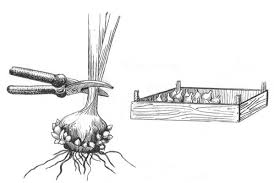 Cum se păstrează tuberculii dahlia și bulbii gladioli în timpul iernii