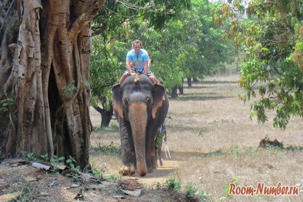 Cum am condus primul elefant în India