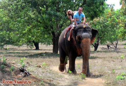 Як я вперше покаталася на слоні в Індії