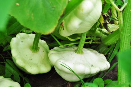 Cum sa pregatim cel mai bun squash pentru cele mai bune 11 fotografii din iarna