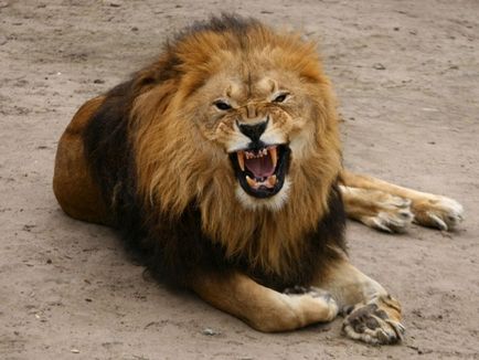 Ahogy Lions család él - Designer Playmobil állatkert, cirkusz 6642 családnak oroszlánok - állatok - egyéb