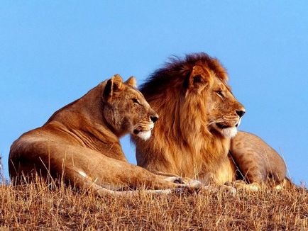 Cum trăiește familia leului - designerul zoo playmobil, circ 6642 familie de lei - animale - altele