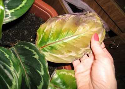 Calathea cserepes növények Qalat és fajok hasznos szobanövények