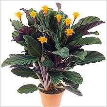 Kalateia flori de interior kalatei și tipurile de plante de uz util