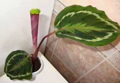 Calathea cserepes növények Qalat és fajok hasznos szobanövények