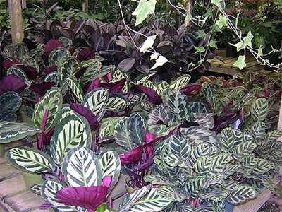 Calathea cserepes növények Qalat és fajok hasznos szobanövények