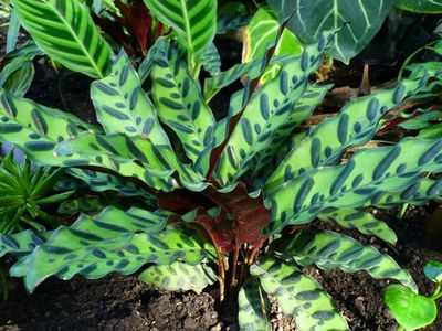 Calathea cserepes növények Qalat és fajok hasznos szobanövények