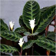 Calathea cserepes növények Qalat és fajok hasznos szobanövények