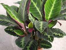 Calathea cserepes növények Qalat és fajok hasznos szobanövények