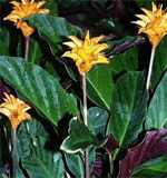 Calathea cserepes növények Qalat és fajok hasznos szobanövények