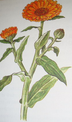 Calendula officinalis