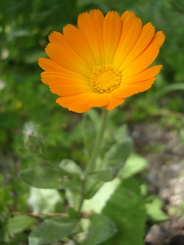 Calendula officinalis