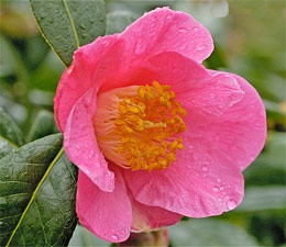 Camellia (camellia) ceai, camellia japoneză (camellia japonica), flori de plante veșnic verzi