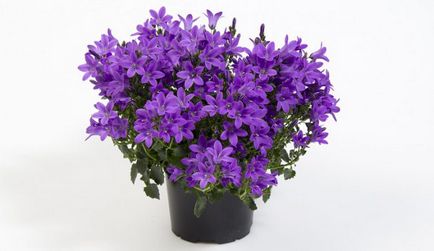 Campanula (floare de mire și mireasă) - îngrijire la domiciliu