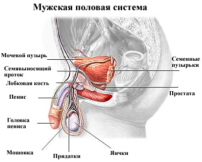 Candida prostatitei