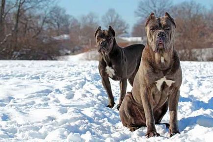 Cane Corso minus rasa, bărbat sau femeie Cane Corso (fotografie și video)