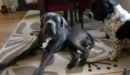 Cane Corso minus rasa, bărbat sau femeie Cane Corso (fotografie și video)