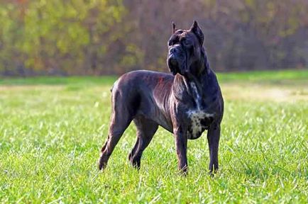 Cane Corso minus rasa, bărbat sau femeie Cane Corso (fotografie și video)