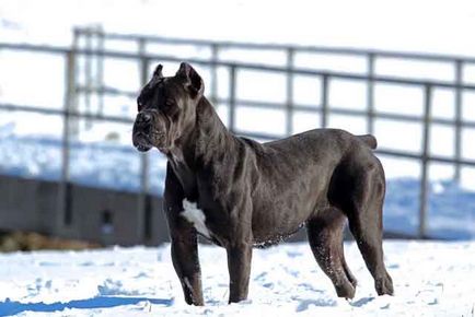 Cane Corso minus rasa, bărbat sau femeie Cane Corso (fotografie și video)