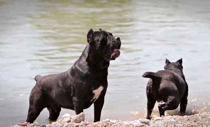 Cane Corso fajta hátránya, Cane Corso kutya vagy szuka (fotó és videó)