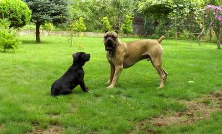 Cane Corso minus rasa, bărbat sau femeie Cane Corso (fotografie și video)