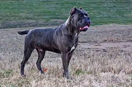 Cane Corso minus rasa, bărbat sau femeie Cane Corso (fotografie și video)