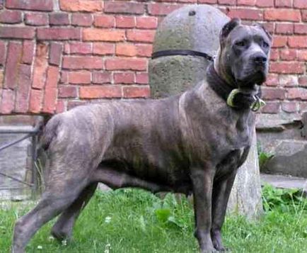 Cane Corso fajta hátránya, Cane Corso kutya vagy szuka (fotó és videó)