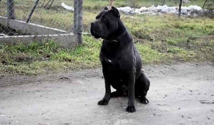 Cane Corso minus rasa, bărbat sau femeie Cane Corso (fotografie și video)