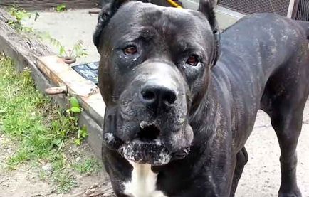 Cane Corso minus rasa, bărbat sau femeie Cane Corso (fotografie și video)