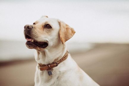 Canistherapia ca un câine tratează o persoană
