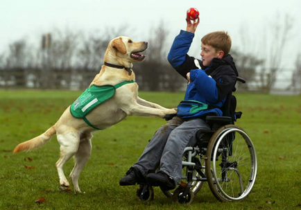 Canistherapia ca un câine tratează o persoană