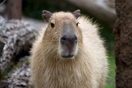 Capybara fotografie Capybara