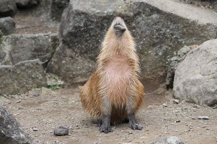 Capybara fotografie Capybara