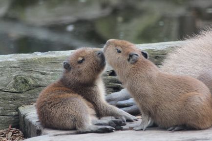 Capybara fotografie Capybara