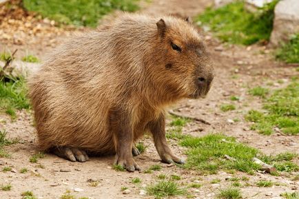 Capybara fotografie Capybara